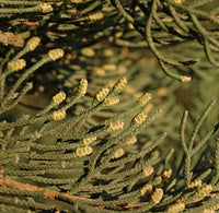 3 Graines Cupressus sempervirens, Cyprès Commun, Cyprès Sempervirent, Cyprès toujours vert, Cyprès d'Italie, Cyprès de Provence