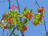 3 Graines Bois de reinette, Dodonaea viscosa, bois d'arnette, dodonée visqueuse