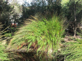 10 Graines Baloskion tetraphyllum, Restio tetraphyllus