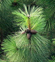 7 Graines Pin ponderosa, Pinus Ponderosa, Pin Jaune, Pin à Bois Lourd