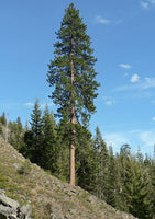 10 Graines Pin ponderosa, Pinus Ponderosa, Pin Jaune, Pin à Bois Lourd