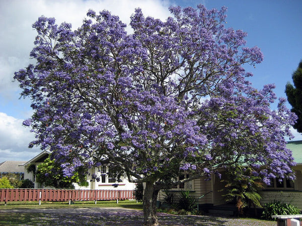 10 Graines de Flamboyant bleu, Jacaranda mimosifolia