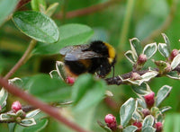 7 Graines Cotoneaster horizontalis, Cotonéaster Horizontal, Cotonéaster Rampant