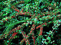 5 Graines Cotoneaster horizontalis, Cotonéaster Horizontal, Cotonéaster Rampant