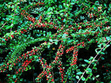 5 Graines Cotoneaster horizontalis, Cotonéaster Horizontal, Cotonéaster Rampant