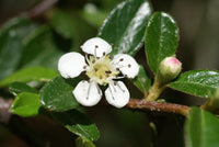 5 Graines Cotoneaster horizontalis, Cotonéaster Horizontal, Cotonéaster Rampant