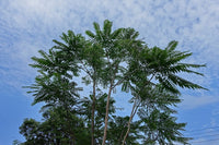 10 Graines d'Acajou de Chine, Toona sinensis, cédrèle de Chine, cèdrela de Chine, acajou de Chine