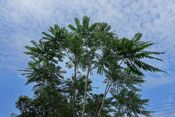 7 Graines d'Acajou de Chine, Toona sinensis, cédrèle de Chine, cèdrela de Chine, acajou de Chine