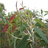 10 Graines Eucalyptus luehmanniana,