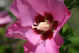 10 Graines Hibiscus syriacus, Hibiscus de Syrie, Hibiscus, Ketmie, Althéa