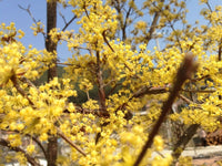 5 Graines de Cornouiller officinal, Cornus Officinalis, Cornouiller du Japon