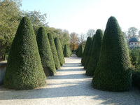 5 Graines Thuja plicata, Thuya géant, Cèdre rouge de l’Ouest, Thuya de Lobb