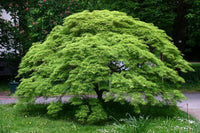 10 Graines Erable Palmé Acer Palmatum Érable japonais lisse Idéal Bonsaï