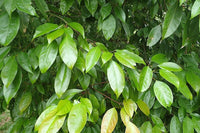 7 Graines Acer Oblongum, Erable à Feuilles Persistantes, idéal Bonsaï