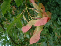 7 Graines Acer campestre, Erable Champêtre, idéal Bonsaï