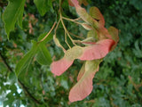 7 Graines Acer campestre, Erable Champêtre, idéal Bonsaï