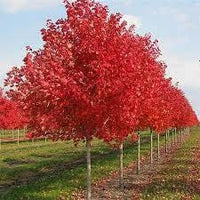 10 Graines Acer rubrum, Érable rouge, idéal Bonsaï