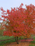 10 Graines Acer ginnala, Acer tataricum, érable, Érable de l’Amour, idéal Bonsaï