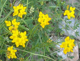 25 Graines Lotier corniculé, Lotus Corniculatus