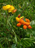 25 Graines Lotier corniculé, Lotus Corniculatus