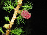 7 Graines Larix decidua, Mélèze d'Europe, Mélèze Commun, Pin de Briançon