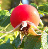 10 Graines Rosa Rugosa Rose, Rosier Rugosa, Rosier Japonais, Rosier Rugueux Rose, Rosier du Japon