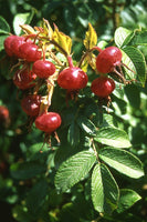 7 Graines Rosa Rugosa Rose, Rosier Rugosa, Rosier Japonais, Rosier Rugueux Rose, Rosier du Japon