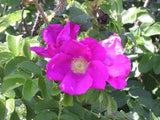 10 Graines Rosa Rugosa Rose, Rosier Rugosa, Rosier Japonais, Rosier Rugueux Rose, Rosier du Japon