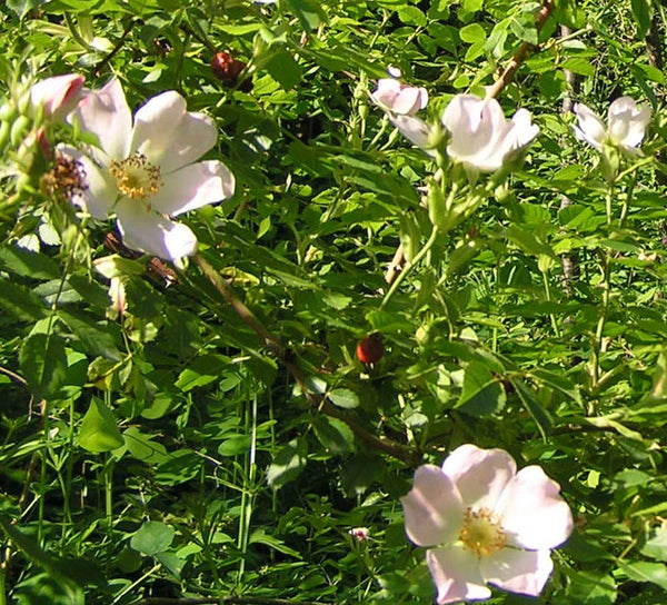 7 Graines Rosa canina, Rosier des chiens, Rosier des haies, Églantier des chiens, Églantier