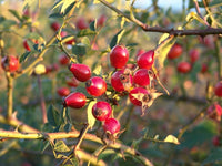 7 Graines Rosa canina, Rosier des chiens, Rosier des haies, Églantier des chiens, Églantier