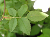 3 Graines Rosa canina, Rosier des chiens, Rosier des haies, Églantier des chiens, Églantier