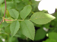 10 Graines Rosa canina, Rosier des chiens, Rosier des haies, Églantier des chiens, Églantier