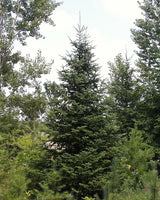 10 Graines Sapin baumier, Abies Balsamea