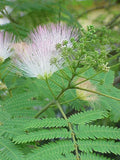 10 Graines Albizia julibrissin, Arbre à Soie, Acacia de Constantinople, Mimosa de Constantinople, L'Albizia