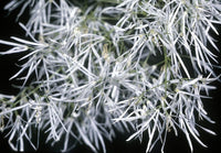 5 Graines Arbre à franges, Arbre de neige, Chionanthus virginicus, Chionanthe de Virginie, Arbre à neige