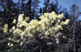 5 Graines Arbre à franges, Arbre de neige, Chionanthus virginicus, Chionanthe de Virginie, Arbre à neige