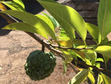 Graines d'Attier, Annona Squamosa, Pommier Cannelle