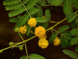 Graines Acacia Arabica, Vachellia nilotica, Gommier Rouge