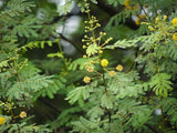 Graines Acacia Arabica, Vachellia nilotica, Gommier Rouge