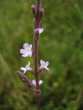 50 Graines de Verveine officinale, Verbena officinalis, Verveine sauvage, Herbe sacrée, Veine de Vénus, Herbe aux sorcières