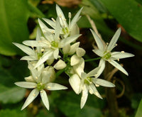 10 Graines Allium ursinum, Ail des Ours, Ail Sauvage, Ail des Bois