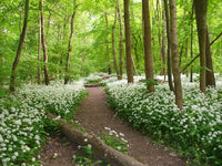 10 Graines Allium ursinum, Ail des Ours, Ail Sauvage, Ail des Bois