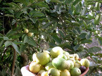 10 Graines de Goyavier, Psidium Guajava