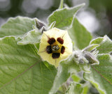 10 Graines de Coqueret du Pérou, Physalis Peruviana, Aguaymanto, Topotopo, Uchuva