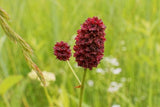 20 Graines de Pimprenelle, Sanguisorba Minor, Sanguisorbe