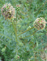 20 Graines de Pimprenelle, Sanguisorba Minor, Sanguisorbe