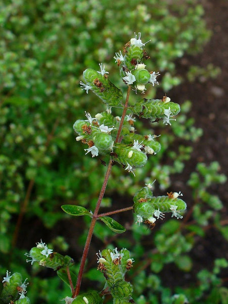 50 Graines de Marjolaine, Origanum Majorana, Origan des jardins, Marjolaine des jardins, Plante Vivace