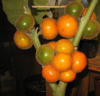 5 Graines de Narangille, Solanum Quitoense, Escuador's naranjille, Lulo, Morelle de Quito