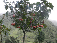 5 Graines de Tamarillo, Solanum Betaceum, tomate en arbre, prune du Japon, tomate arbuste, tomate de la Paz