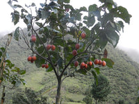 3 Graines de Tamarillo, Solanum Betaceum, tomate en arbre, prune du Japon, tomate arbuste, tomate de la Paz